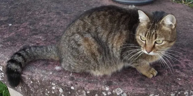 chat lost   47200 Marmande Câlinou