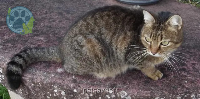 Kater vermisst 47200 Marmande Câlinou Kater lost 47200 Marmande Câlinou