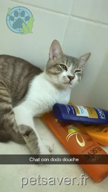 cat lost 47200 Marmande Eros cat lost 47200 Marmande Eros