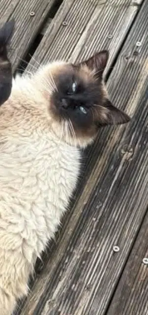 chat lost   47510 Foulayronnes Floki