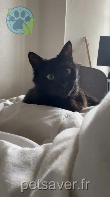 chat perdu 47000 Agen Félix chat lost 47000 Agen Félix