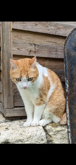 Chat Perdu 47 Lot-et-Garonne