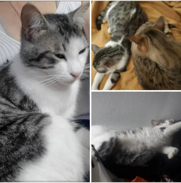 chat lost   47000 Agen Jarvis