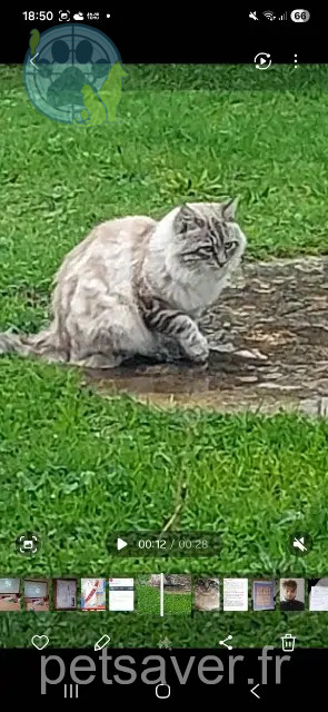gato lost   47300 Villeneuve-sur-Lot Jeny