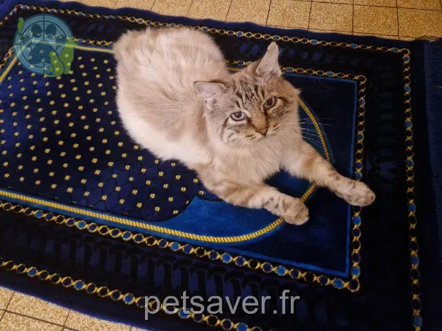 gato lost   47300 Villeneuve-sur-Lot Jeny