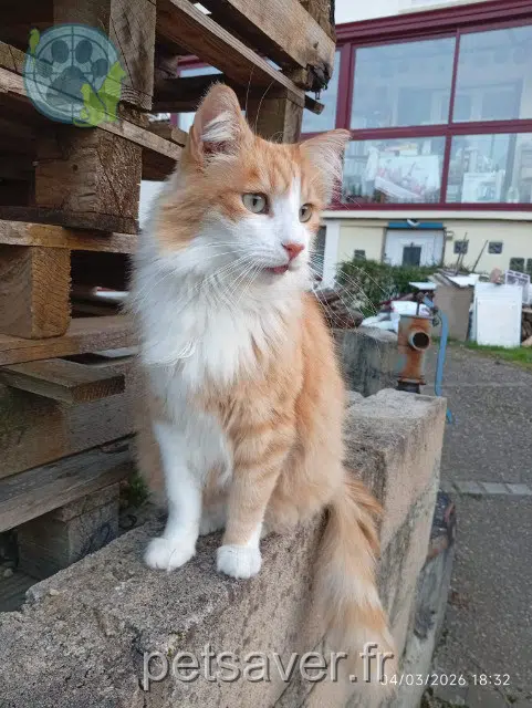 kater vermist 47500 Fumel Juju kater lost 47500 Fumel Juju