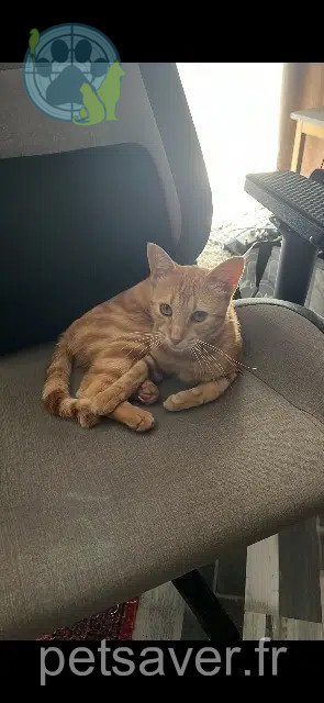 gatto lost   47350 Escassefort Kyubi