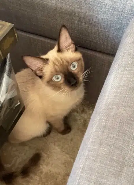 chat lost   47400 Tonneins Light