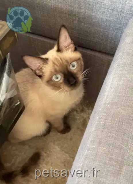 gato perdido 47400 Tonneins Light gato lost 47400 Tonneins Light