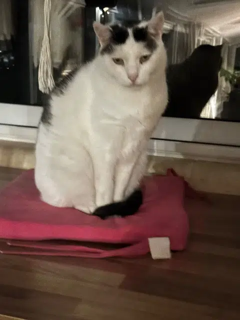 chat lost   47400 Varès Loulou