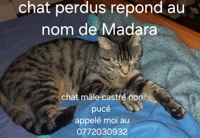 chat lost   47000 Agen Madara