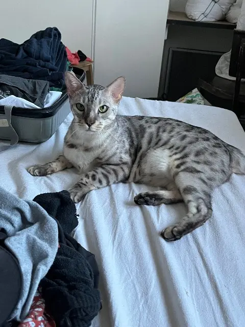 chat lost   47300 Pujols Mihawk