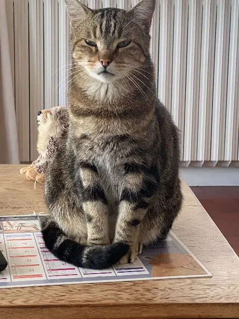 chat lost   47200 Marmande Mimi