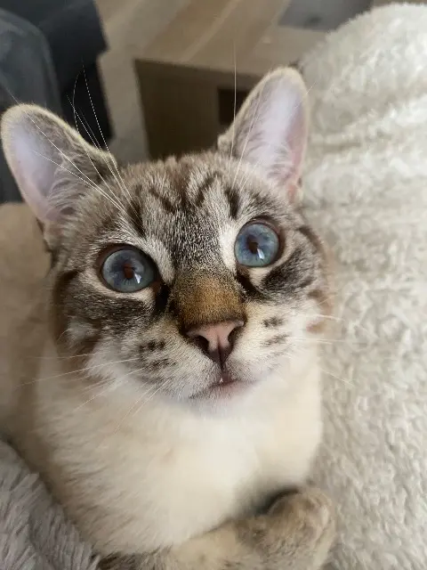 chat lost   47120 Duras Mimiche