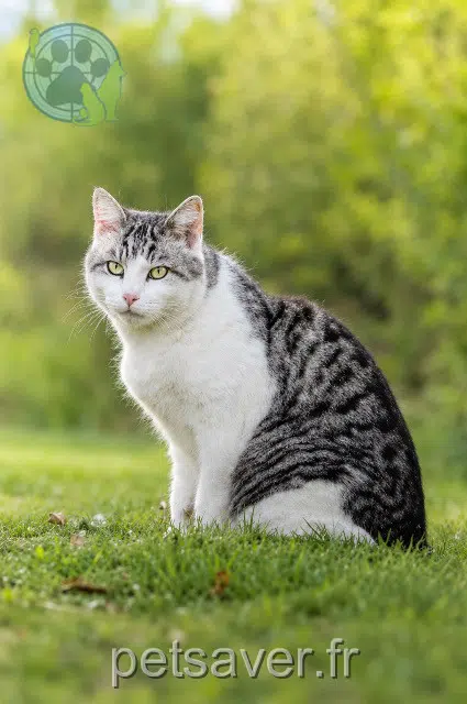 chat lost   47190 Galapian Moustache