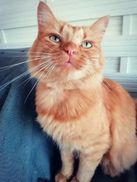 chat lost   47310 Roquefort Mutti