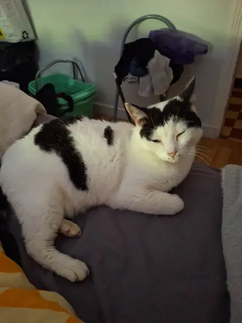 chat lost   47600 Nérac Mystic