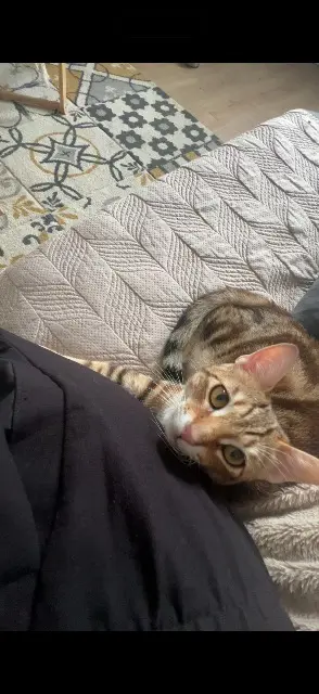 chat lost   47520 Le Passage Nasko