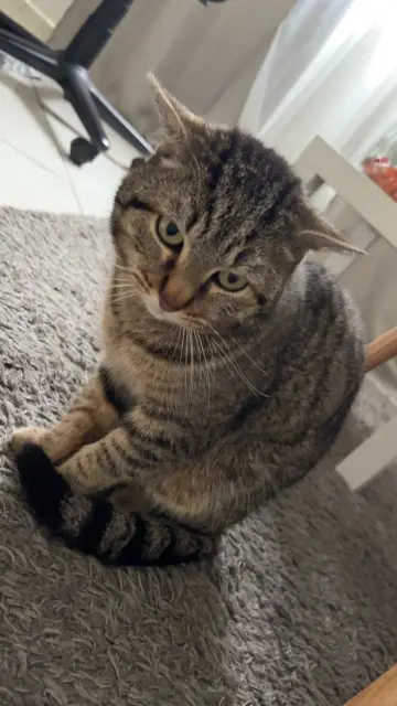 chat lost   47480 Pont-du-Casse Nour