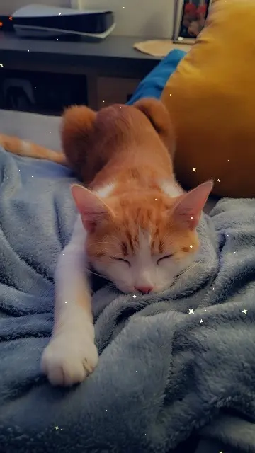 chat lost   47300 Villeneuve-sur-Lot Nuggets