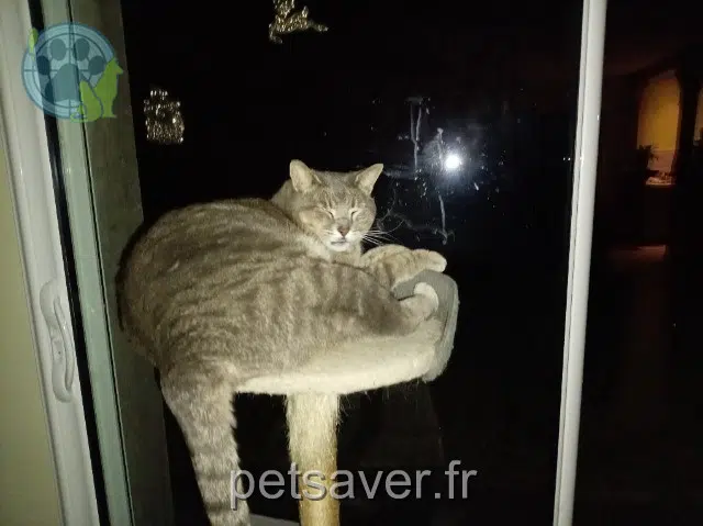 kater lost 47340 Monbalen Oggy