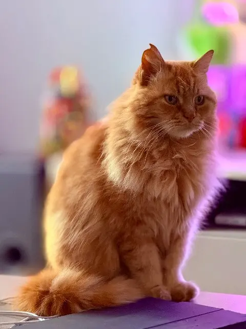 chat lost   47300 Villeneuve-sur-Lot Oliver