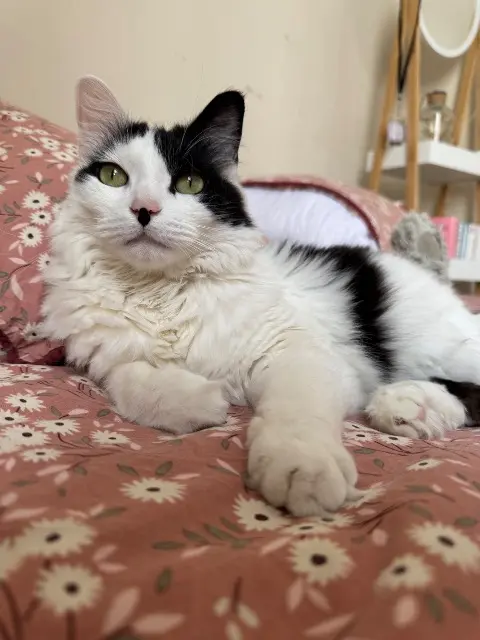 chat lost   47300 Villeneuve-sur-Lot Oscar