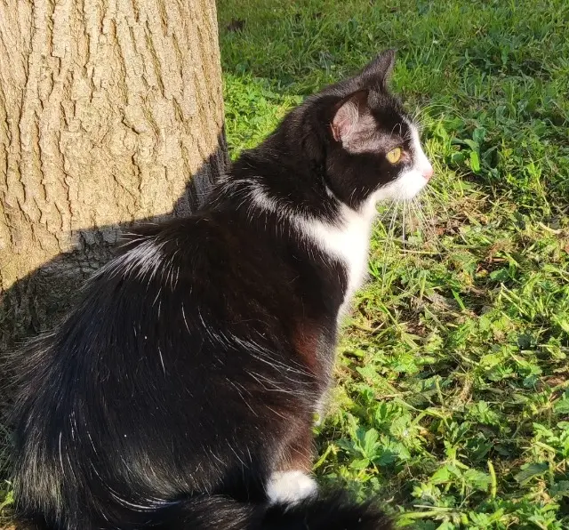 chat lost   47000 Agen Otto