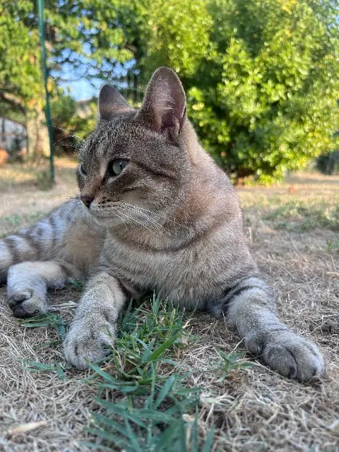 chat lost   47430 Le Mas-d'Agenais Patate