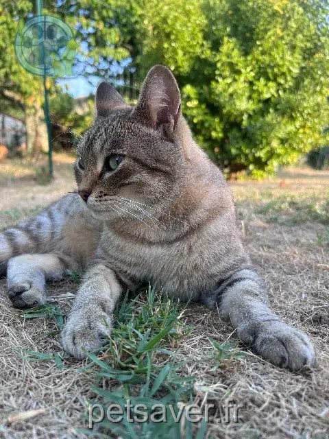 chat perdu 47430 Le Mas-d'Agenais Patate chat lost 47430 Le Mas-d'Agenais Patate