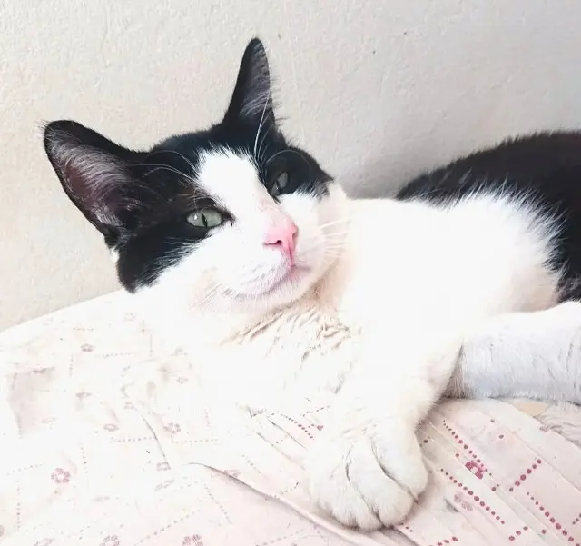 chat lost   47510 Foulayronnes pioupiou