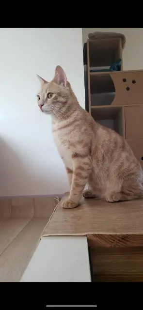 chat lost   47000 Agen Pumba