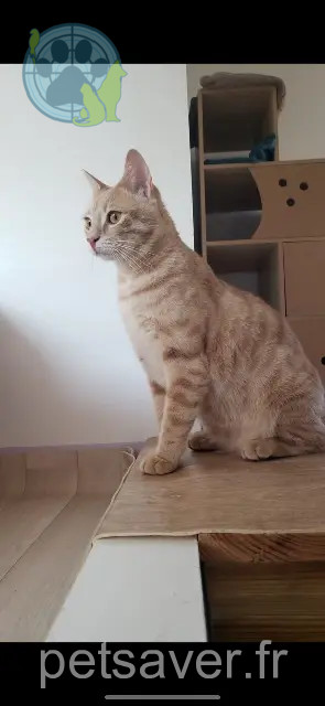 cat lost 47000 Agen Pumba cat lost 47000 Agen Pumba
