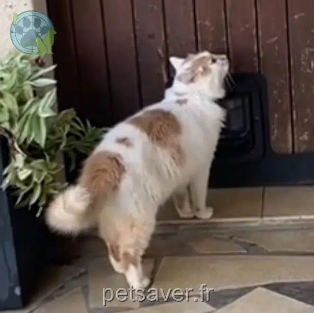 chat lost   47200 Marmande Quito