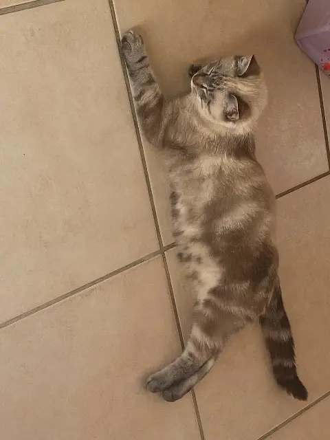kater vermist 47180 Sainte-Bazeille Ringo kater lost 47180 Sainte-Bazeille Ringo