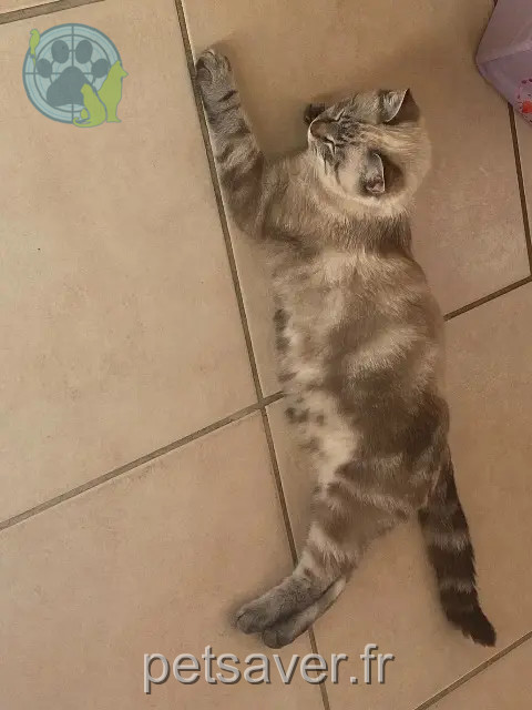 gato perdido 47180 Sainte-Bazeille Ringo gato lost 47180 Sainte-Bazeille Ringo
