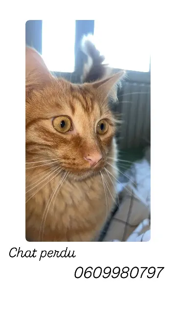 chat lost   47000 Agen Rouky