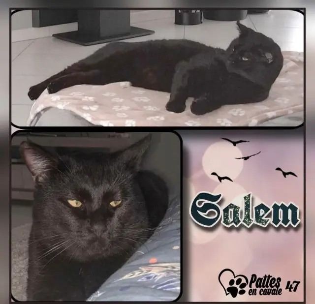 chat lost   47140 Saint-Sylvestre-sur-Lot Salem