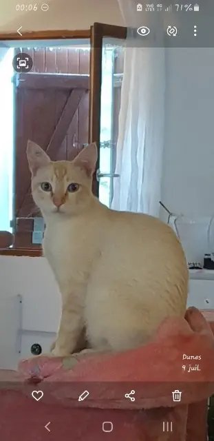chat lost   47140 Massoulès Saphir