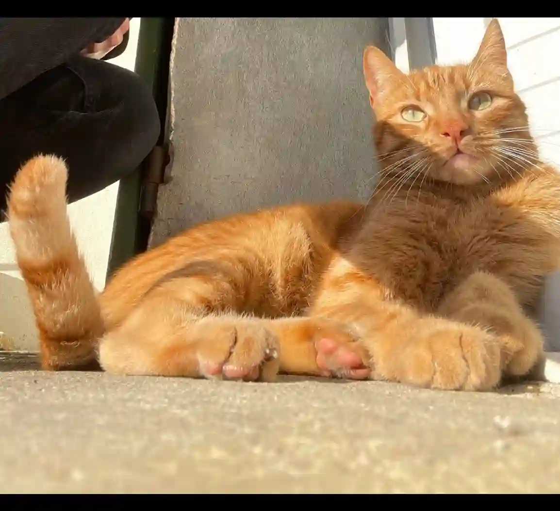 Chat Perdu 47 Lot-et-Garonne - Shams Chat Perdu 47 Lot-et-Garonne - Shams