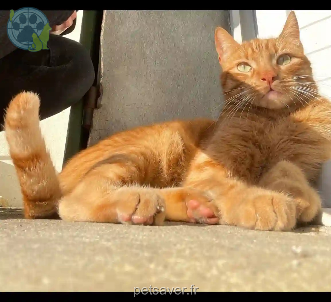 Chat Perdu 47 Lot-et-Garonne - Shams Chat Perdu 47 Lot-et-Garonne - Shams
