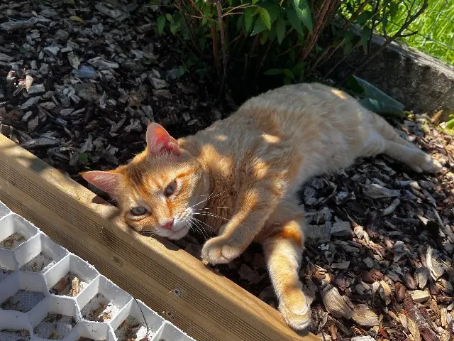 chat lost   47140 Saint-Sylvestre-sur-Lot Simba