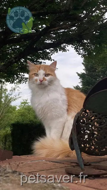 cat lost   47120 Pardaillan Sonny