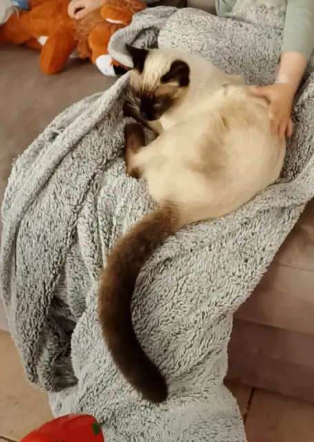chat lost   47200 Marmande Street