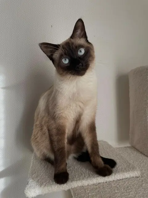 chat lost   47310 Estillac Tao