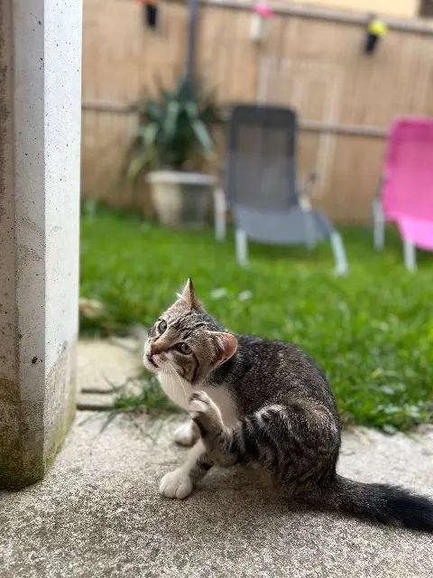 chat lost   47300 Villeneuve-sur-Lot Taylor ou « mon fils »