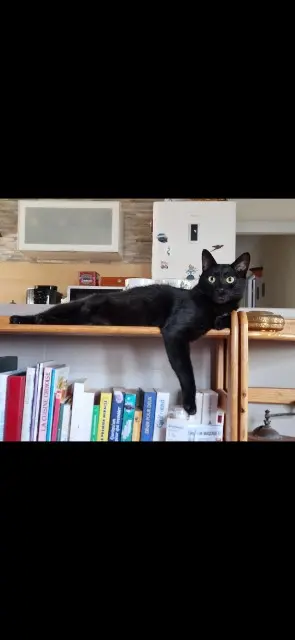 chat lost   47130 Port-Sainte-Marie Tico