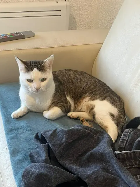 chat lost   47210 Mazières-Naresse Tigrou