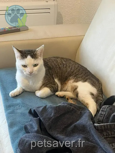 gato perdido 47210 Mazières-Naresse Tigrou gato lost 47210 Mazières-Naresse Tigrou