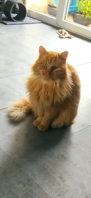 chat lost   47520 Le Passage Tonka